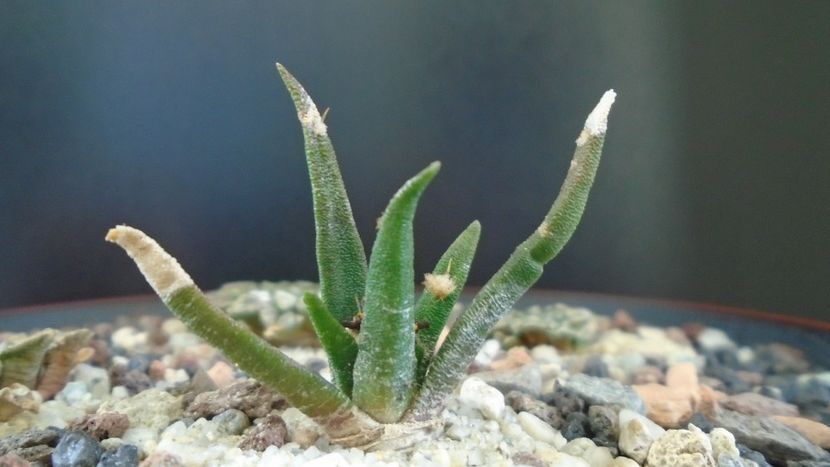 Ariocarpus agavoides ssp. sanluisensis - Cactusi 2020 - catalogare 3
