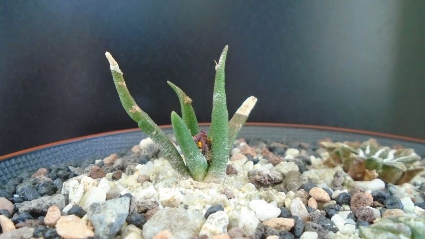 Ariocarpus agavoides ssp. sanluisensis - Cactusi 2020 - catalogare 3