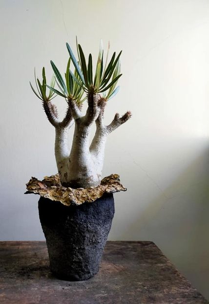 Pachypodium inopinatum - Vase - aranjamente - accesorii