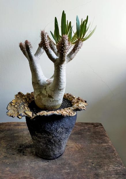 Pachypodium inopinatum - Vase - aranjamente - accesorii