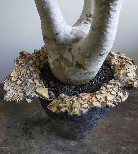 Pachypodium inopinatum - Vase - aranjamente - accesorii