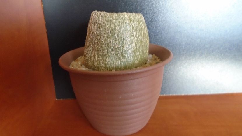 Gerrardanthus macrorhizus (Bigfoot) - Caudiciforme - pachycaule si bulboase 2020