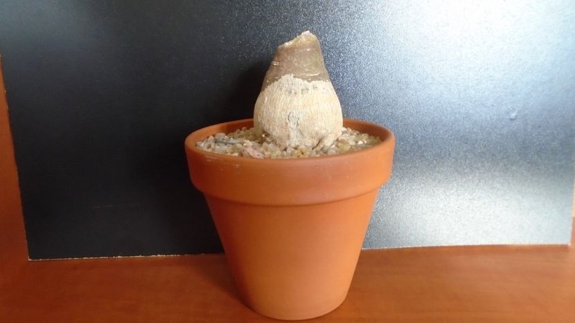 Adenia glauca - Caudiciforme - pachycaule si bulboase 2020