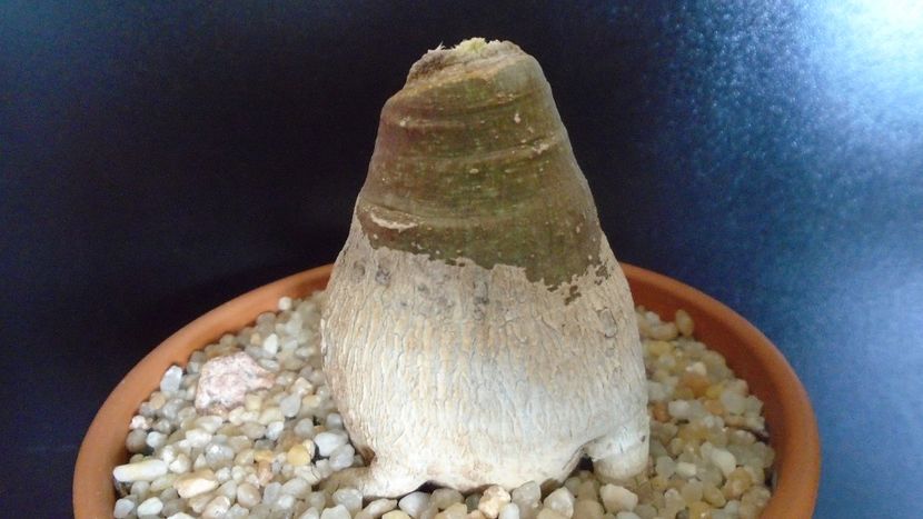 Adenia glauca - Caudiciforme - pachycaule si bulboase 2020