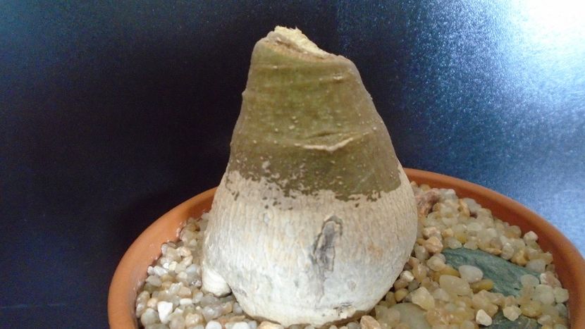 Adenia glauca - Caudiciforme - pachycaule si bulboase 2020