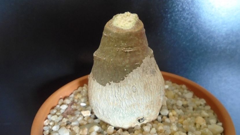 Adenia glauca - Caudiciforme - pachycaule si bulboase 2020