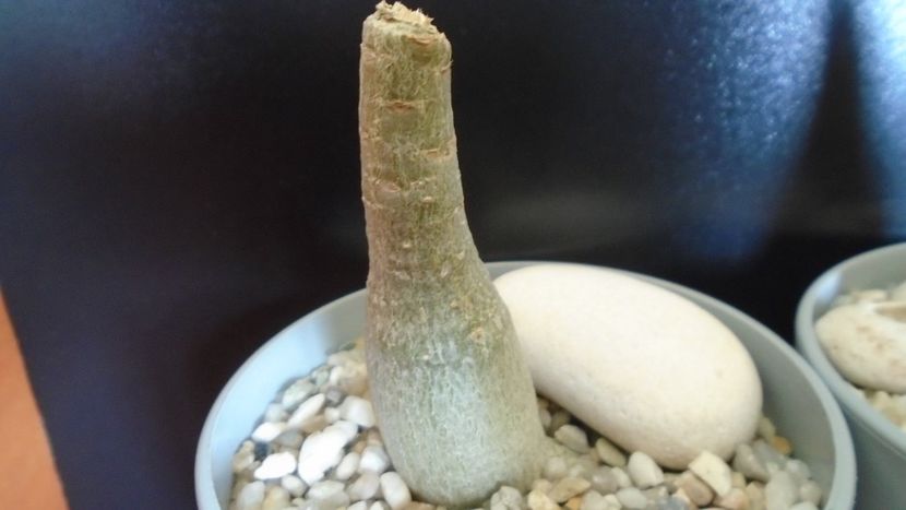 Adenium obesum - Caudiciforme - pachycaule si bulboase 2020