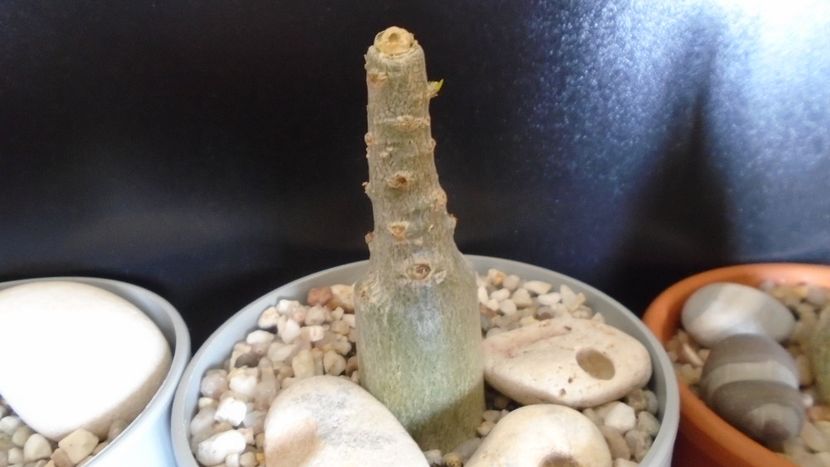 Adenium obesum - Caudiciforme - pachycaule si bulboase 2020