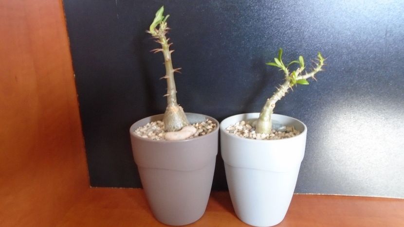 Pachypodium succulentum & Pachypodium bispinosum - Caudiciforme - pachycaule si bulboase 2020