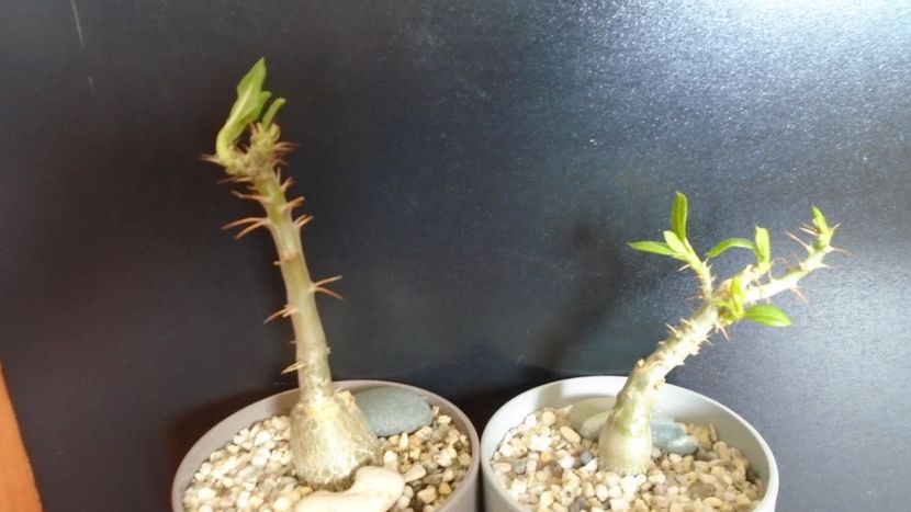 Pachypodium succulentum & Pachypodium bispinosum - Caudiciforme - pachycaule si bulboase 2020