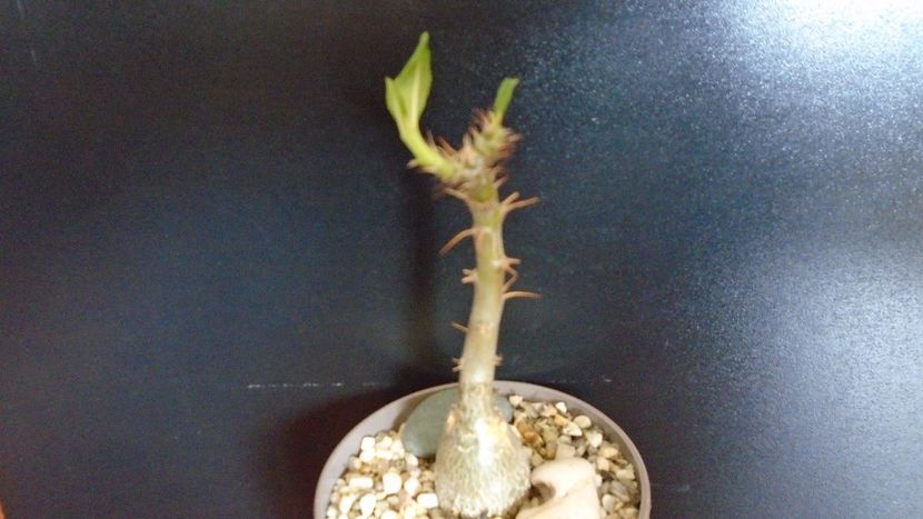Pachypodium succulentum - Caudiciforme - pachycaule si bulboase 2020