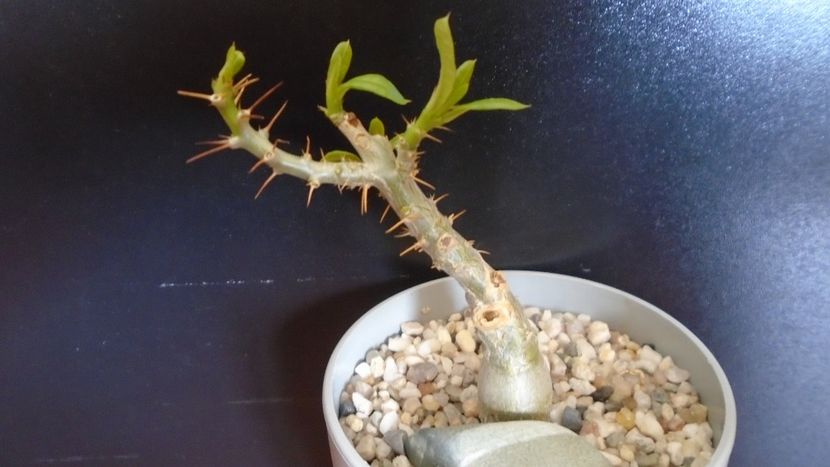 Pachypodium bispinosum - Caudiciforme - pachycaule si bulboase 2020