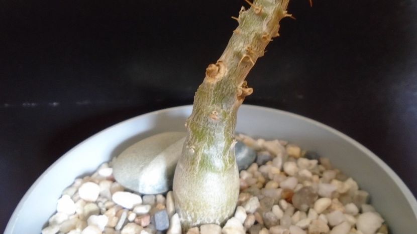 Pachypodium bispinosum - Caudiciforme - pachycaule si bulboase 2020