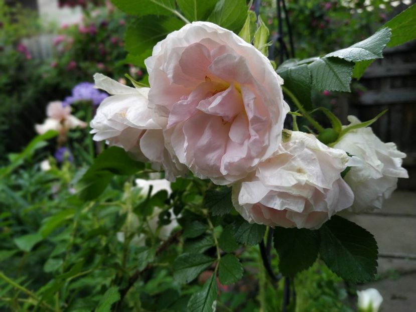  - Rosa rugosa Ritausma