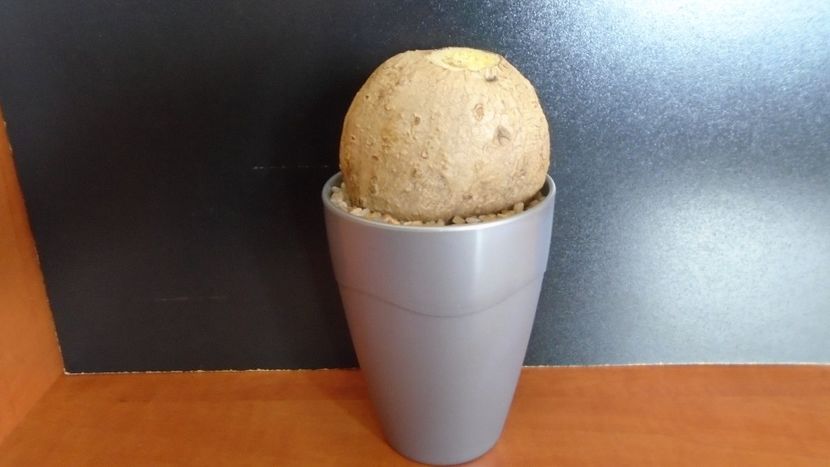 Stephania venosa - Caudiciforme - pachycaule si bulboase 2020