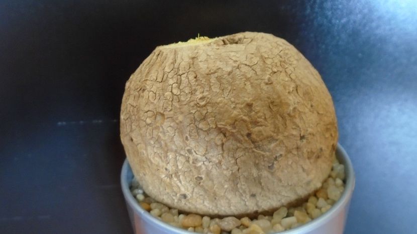 Stephania venosa - Caudiciforme - pachycaule si bulboase 2020