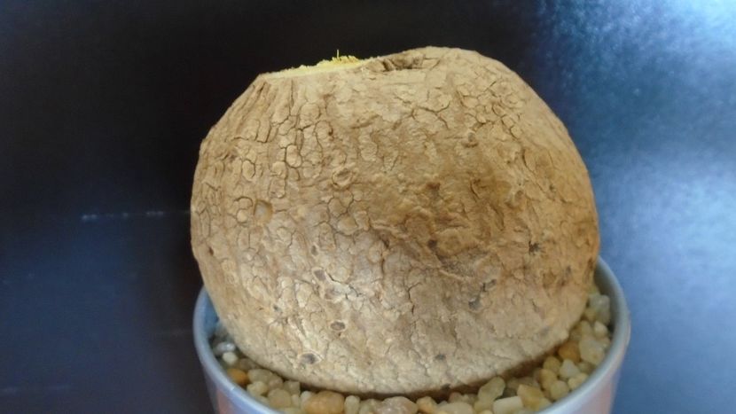 Stephania venosa - Caudiciforme - pachycaule si bulboase 2020