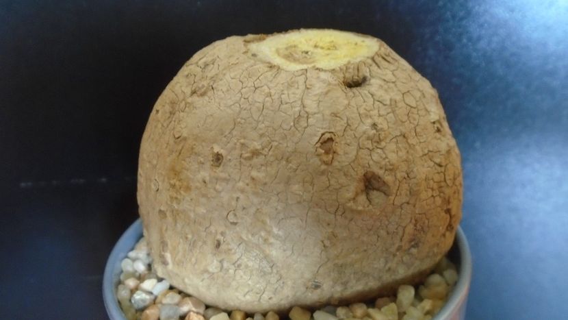 Stephania venosa - Caudiciforme - pachycaule si bulboase 2020