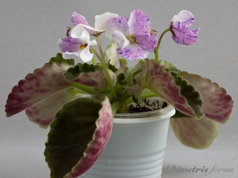  - Senk s Fantasy Wasp Variant