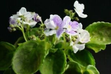  - Senk s Fantasy Wasp Variant