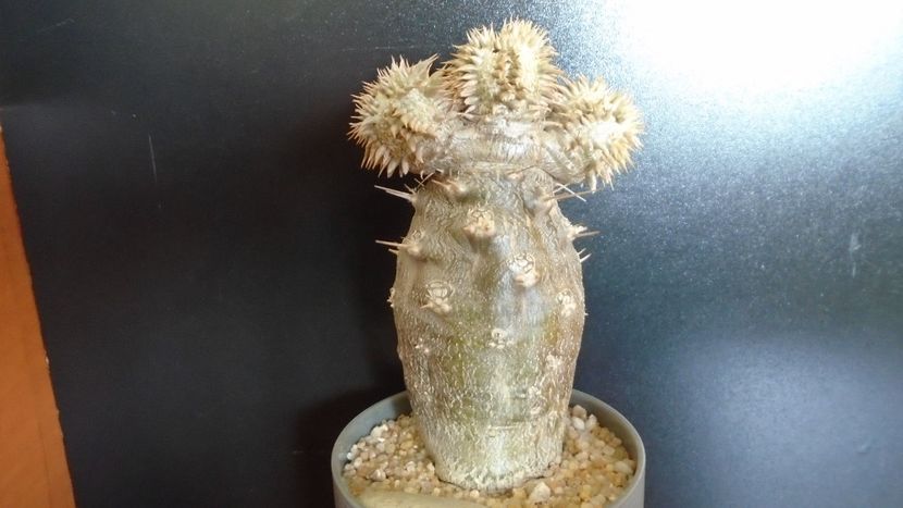 Pachyipodium brevicaule (altoit pe Pachypodium saundersii) - Caudiciforme - pachycaule si bulboase 2020