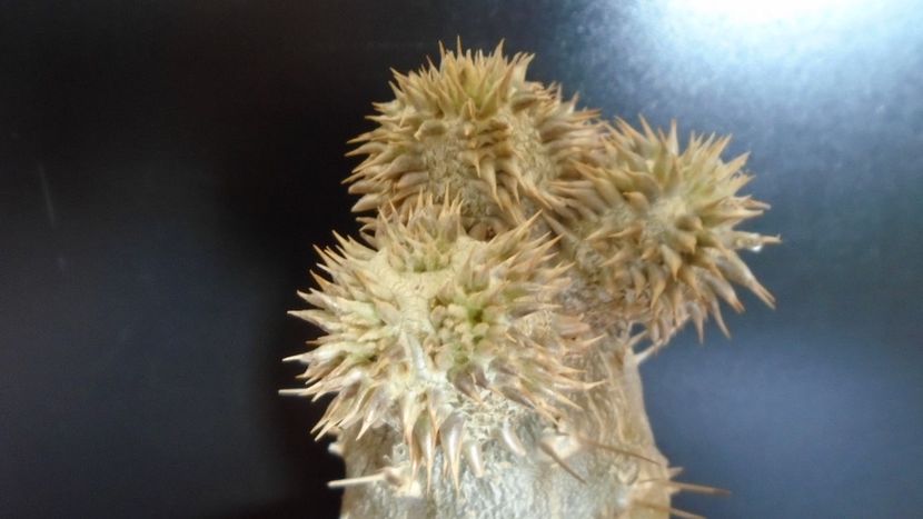 Pachyipodium brevicaule (altoit pe Pachypodium saundersii) - Caudiciforme - pachycaule si bulboase 2020