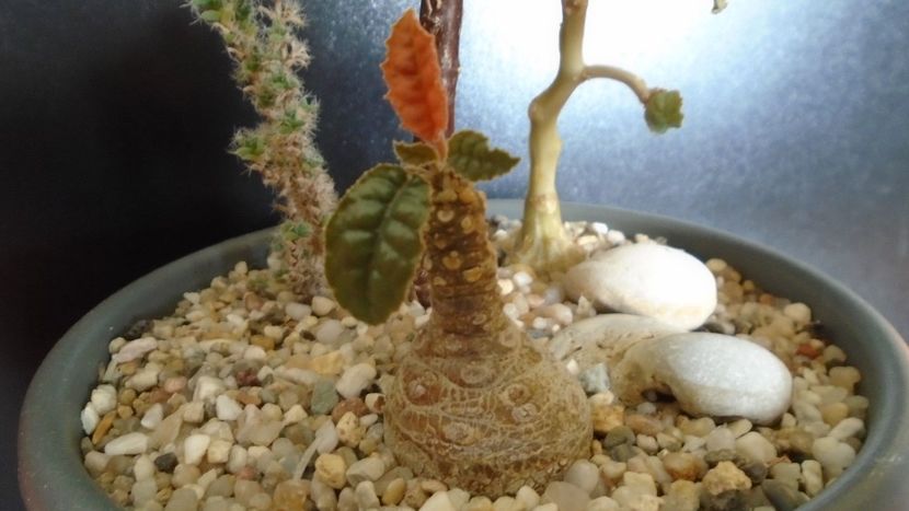 Dorstenia foetida - Caudiciforme - pachycaule si bulboase 2020