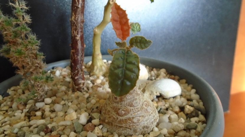 Dorstenia foetida - Caudiciforme - pachycaule si bulboase 2020
