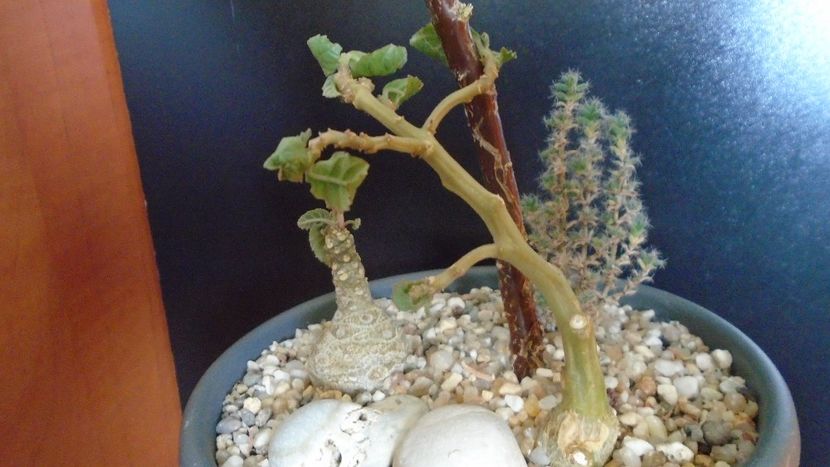 Dorstenia hildebrandtii - Caudiciforme - pachycaule si bulboase 2020