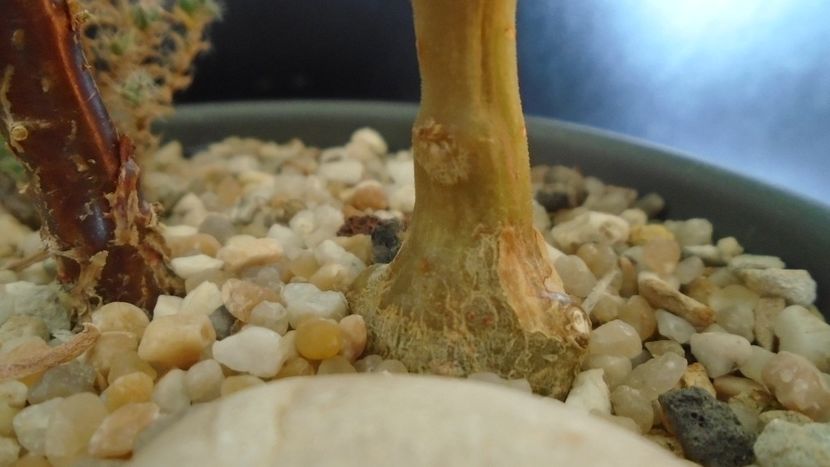 Dorstenia hildebrandtii - Caudiciforme - pachycaule si bulboase 2020