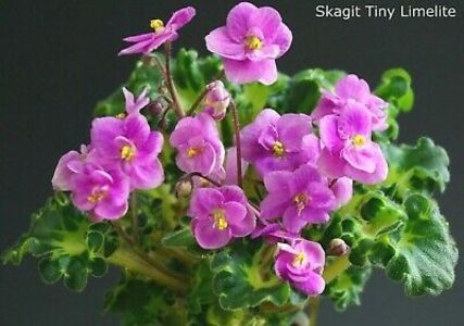  - Skagit Tini Limelite