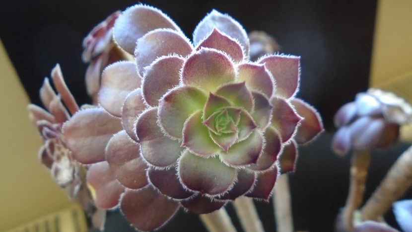 Aeonium arboreum v. atropurpureum cv. Schwarzkopf - Suculente 2020