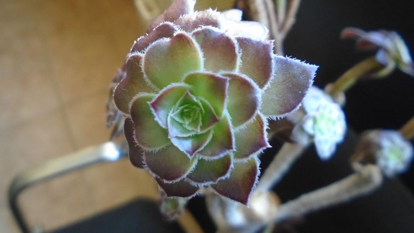 Aeonium arboreum v. atropurpureum cv. Schwarzkopf - Suculente 2020