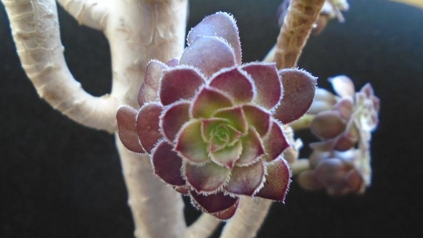 Aeonium arboreum v. atropurpureum cv. Schwarzkopf - Suculente 2020