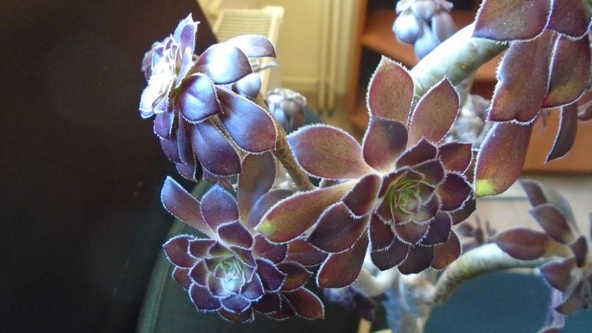 Aeonium arboreum v. atropurpureum cv. Schwarzkopf - Suculente 2020