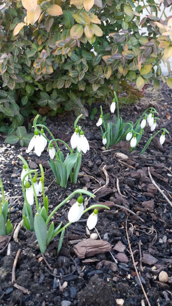 galanthus spp.(ghiocei) - Gradina si terasa PrimaLuce_7-Hello 2020