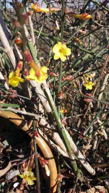 jasminum nudiflorum(iasomia de iarna) - Gradina si terasa PrimaLuce_7-Hello 2020