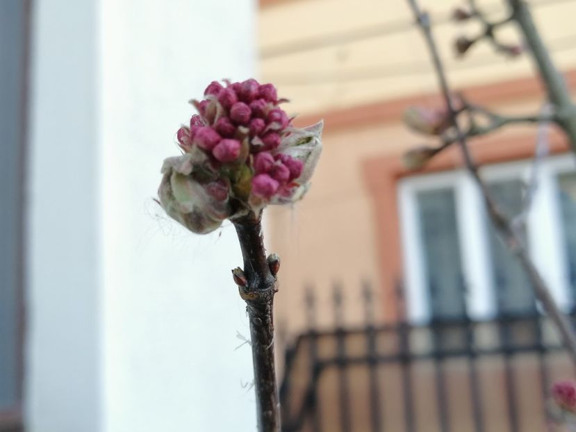 viburnum bodnantense..il astept sa infloresca :)) - 2020 Ian feb martie aprilie