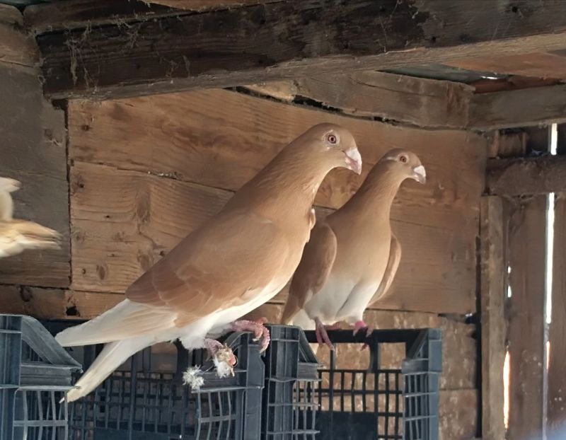  - porumbei voiajori galbeni