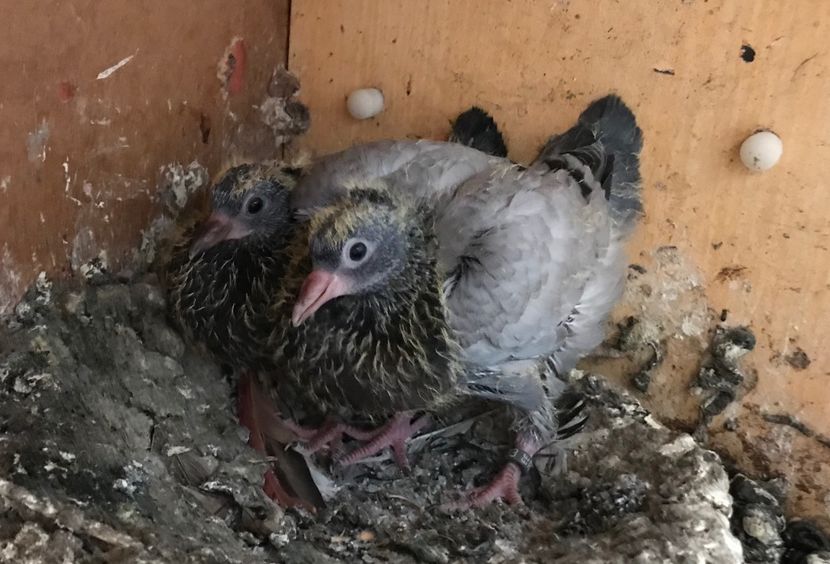 D834F2E0-80FE-441F-BB4D-79CAA2B222C5 - Pui Zburator Beograd