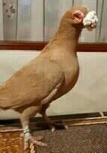  - CARUNCULATII  AUTOHTONI