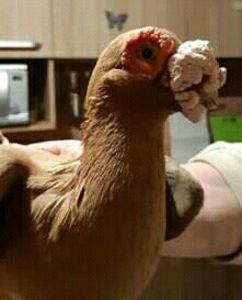  - CARUNCULATII  AUTOHTONI