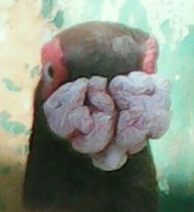  - CARUNCULATII  AUTOHTONI