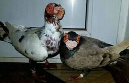 Feri Nagy  Bihor - CARUNCULATII  AUTOHTONI