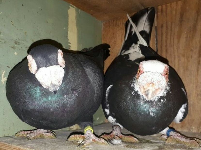 Cristian Oradea - CARUNCULATII  AUTOHTONI