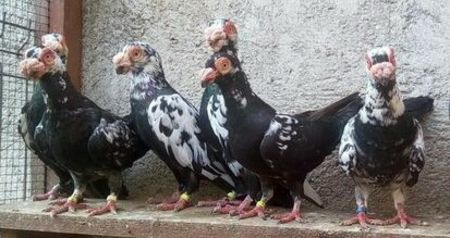 Adi Buciu Oradea - CARUNCULATII  AUTOHTONI