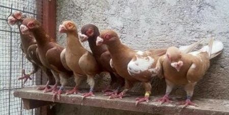 Adi Buciu Oradea - CARUNCULATII  AUTOHTONI