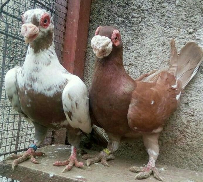  - CARUNCULATII  AUTOHTONI