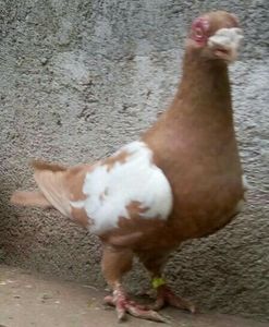  - CARUNCULATII  AUTOHTONI