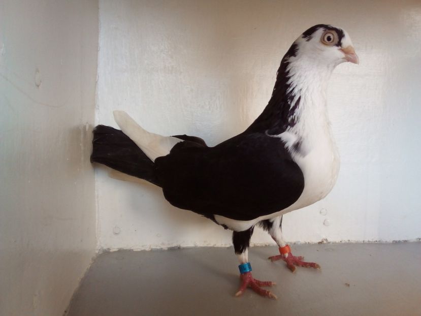  - jucatori de galati pe negru